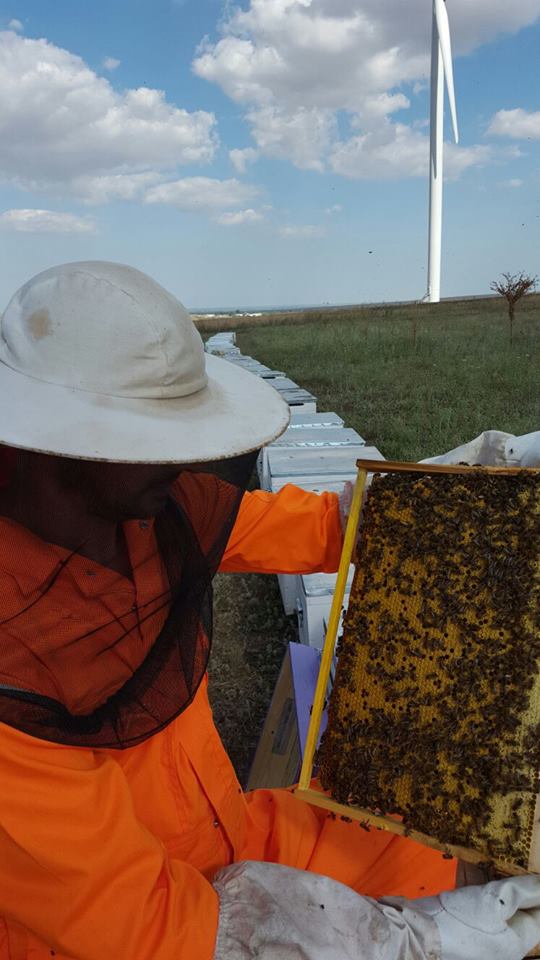 Declinul populaţiilor de albine ameninţă securitatea alimentară mondială (FAO)
