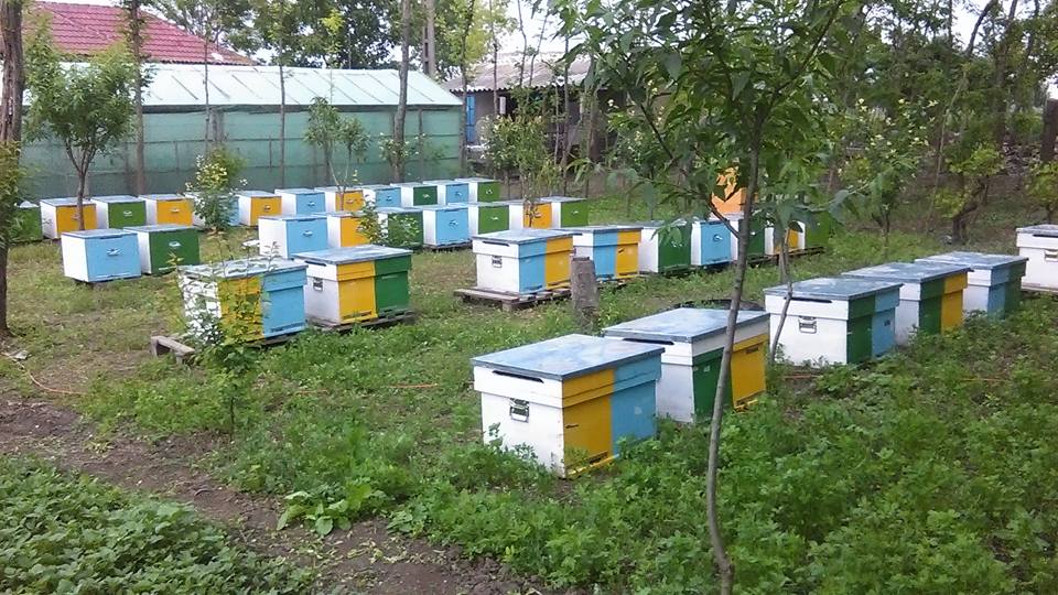 Apicultorii din întreaga Europă protestează pentru protejarea albinelor împotriva pesticidelor