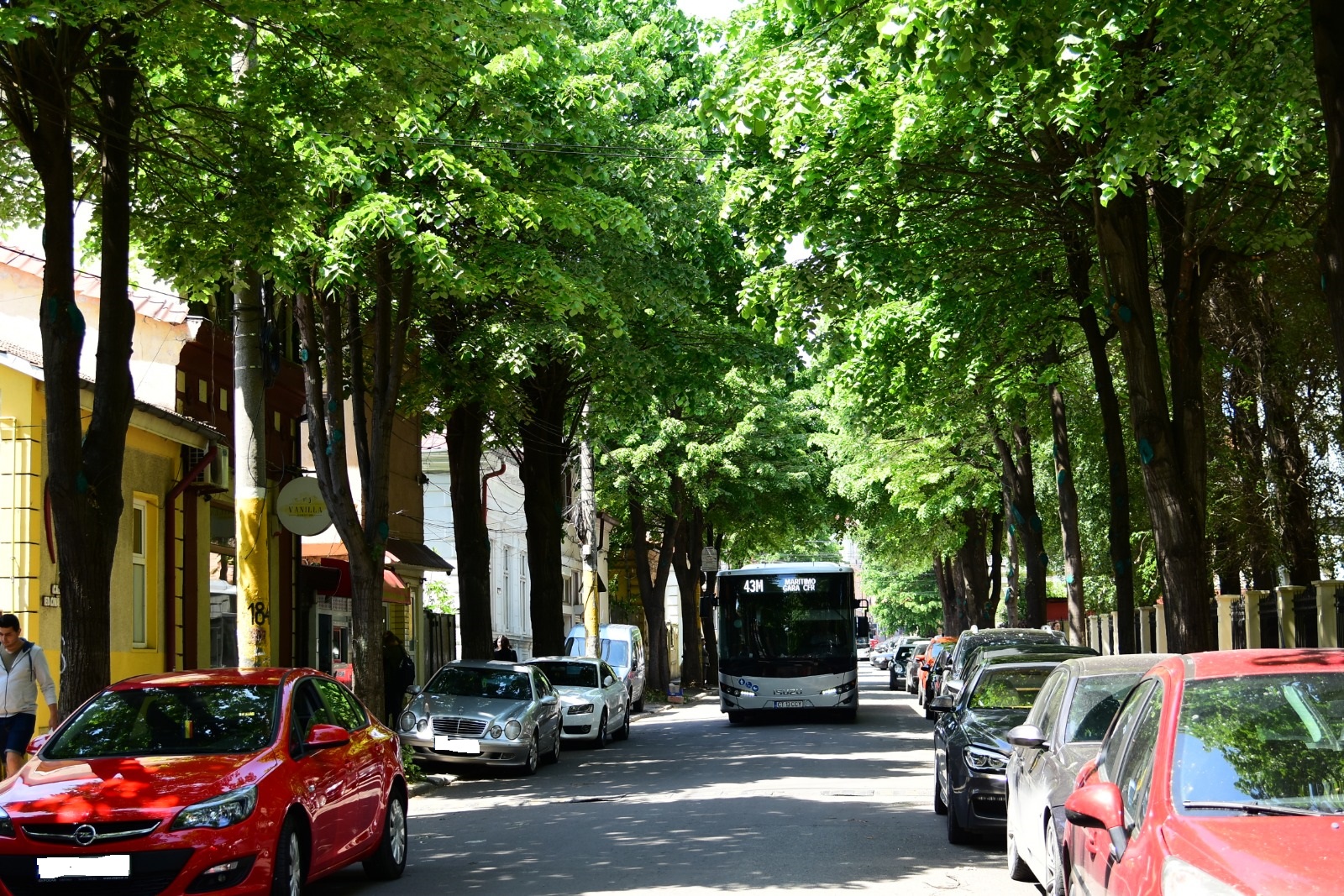 CONSTANȚA: Continuă lucrările de toaletare a arborilor – FOTO