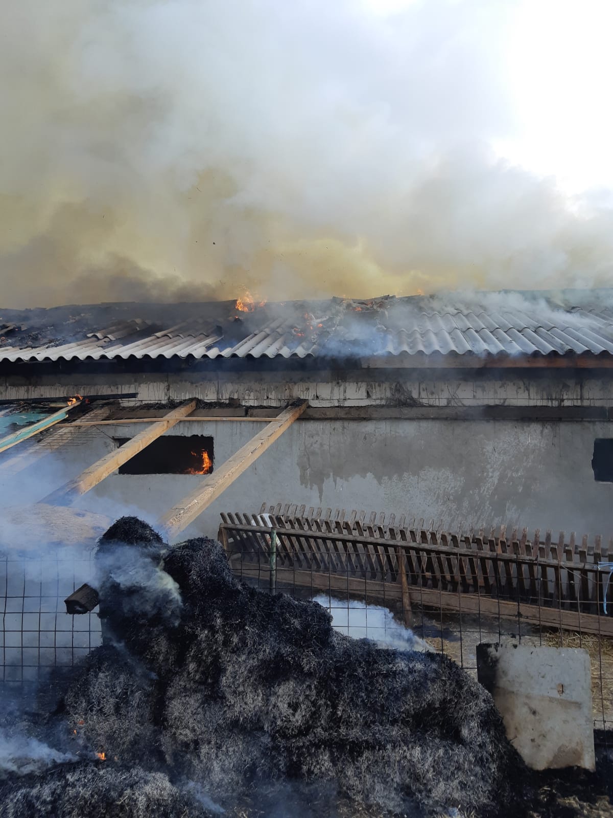 CONSTANȚA: Incendiu la un adăpost de iarnă pentru animale – FOTO