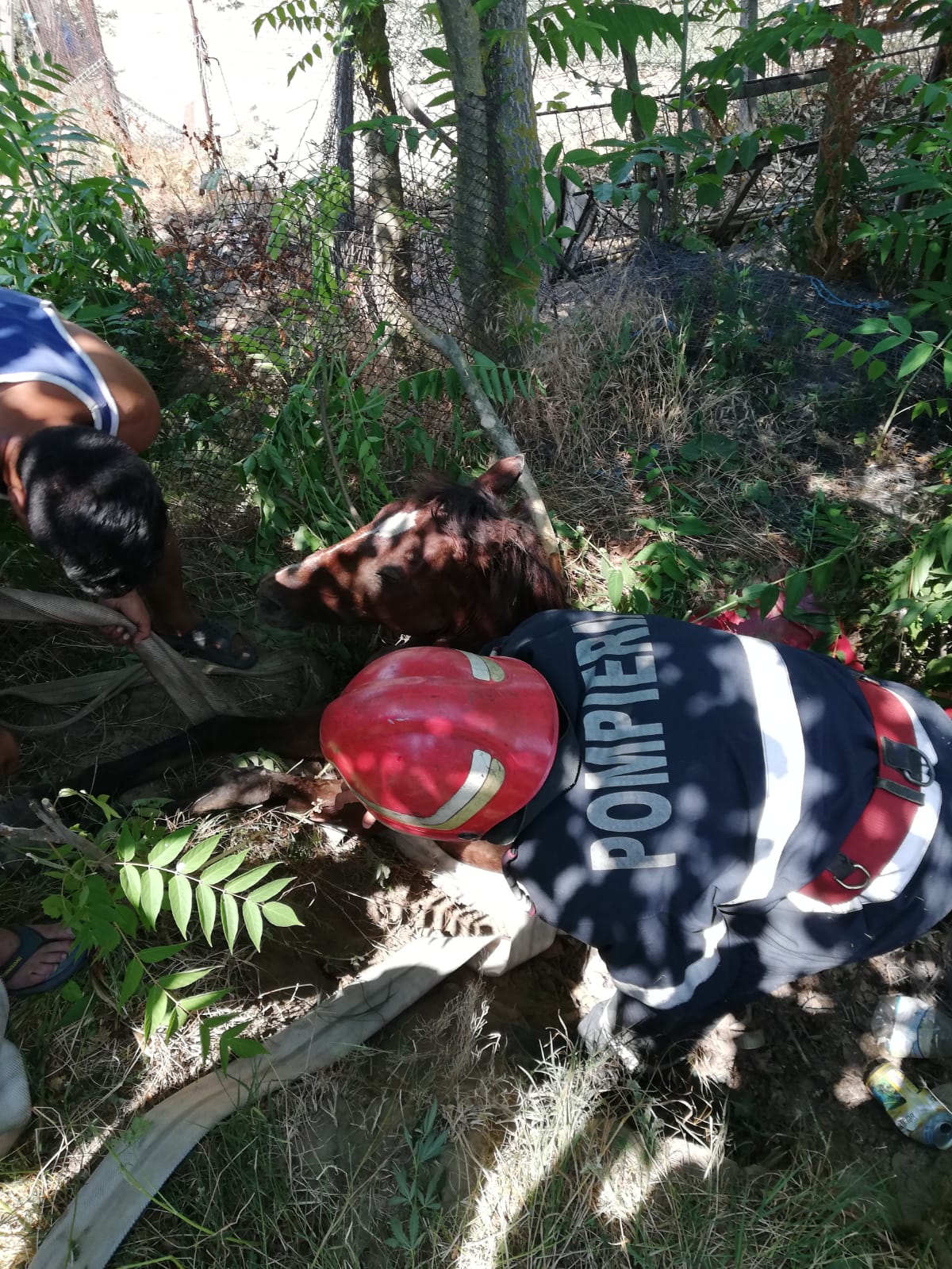 Cal salvat de la moarte de pompierii tulceni, în localitatea Mineri