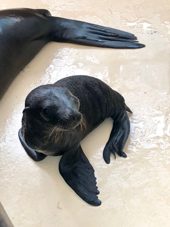 Leul de mare născut de curând, la Delfinariul Constanța, învață să înoate