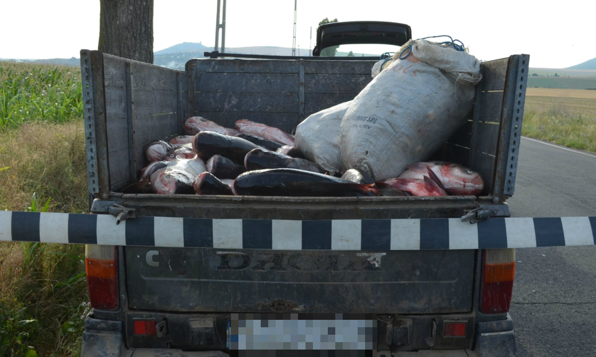 TULCEA: Aproximativ 900 kilograme de peşte şi plase de pescuit, confiscate de poliţiştii de frontieră – FOTO
