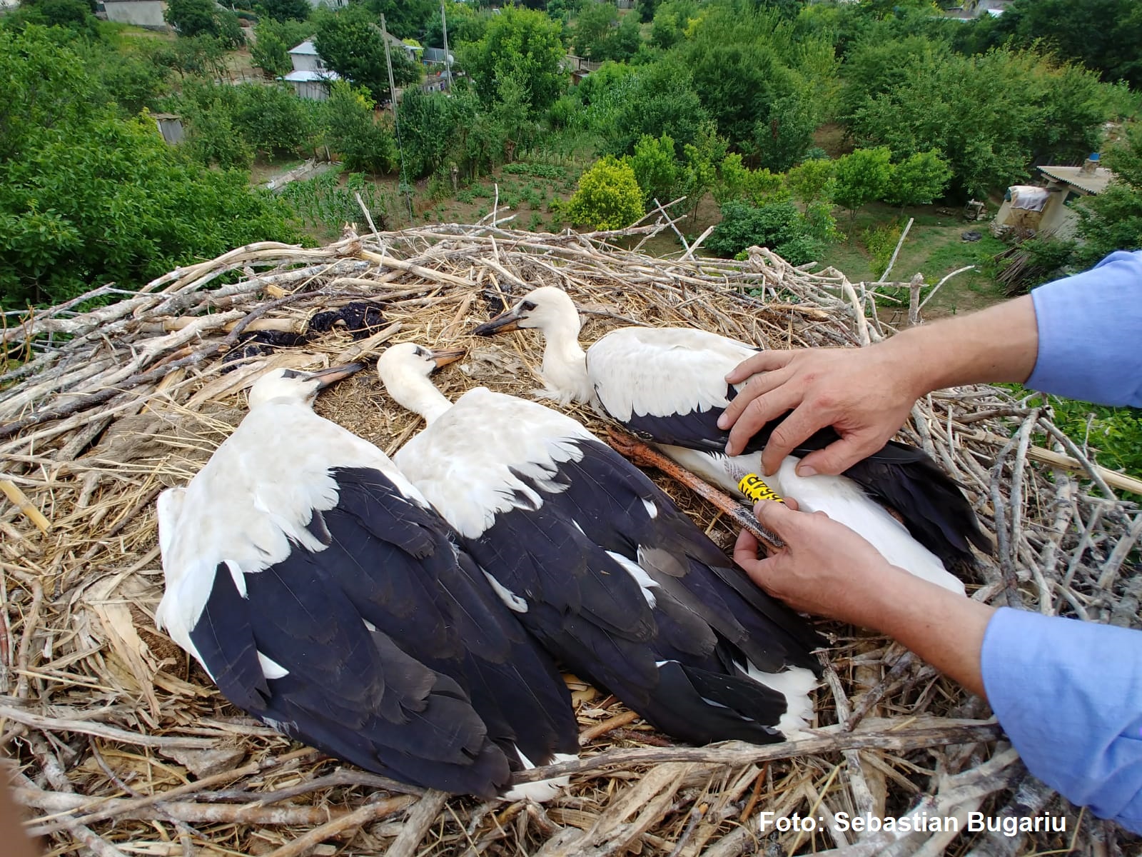 Plasticul a ajuns până în cuiburile de berze – FOTO