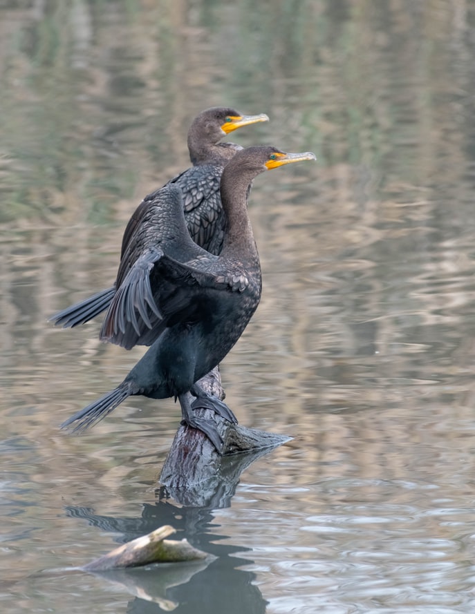 Interviul Dimineții: Populația crescută de cormorani reduce semnificativ veniturile în acvacultură