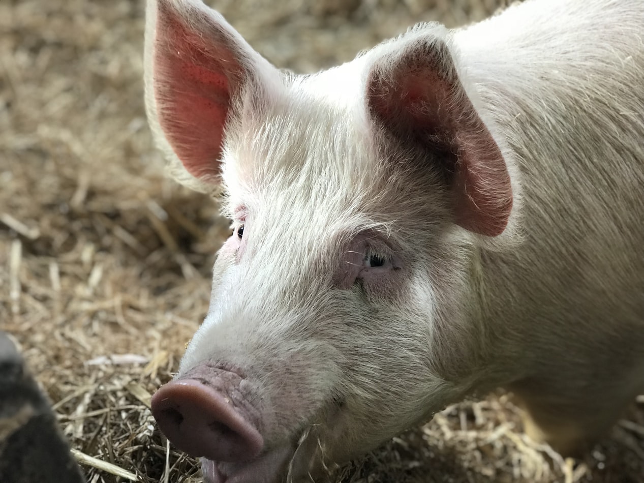 NĂVODARI: Focar de pestă porcină africană, confirmat într-o gospodărie