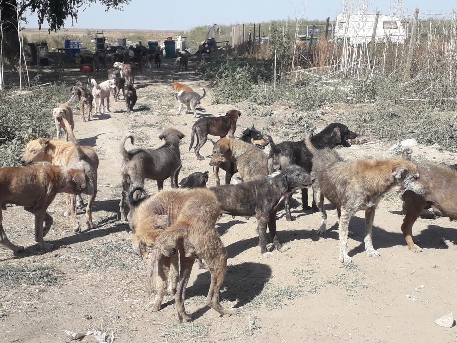 Județul CONSTANȚA: Sute de câini comunitari trăiesc în condiții groaznice. Aceștia au ajuns să se mănânce între ei