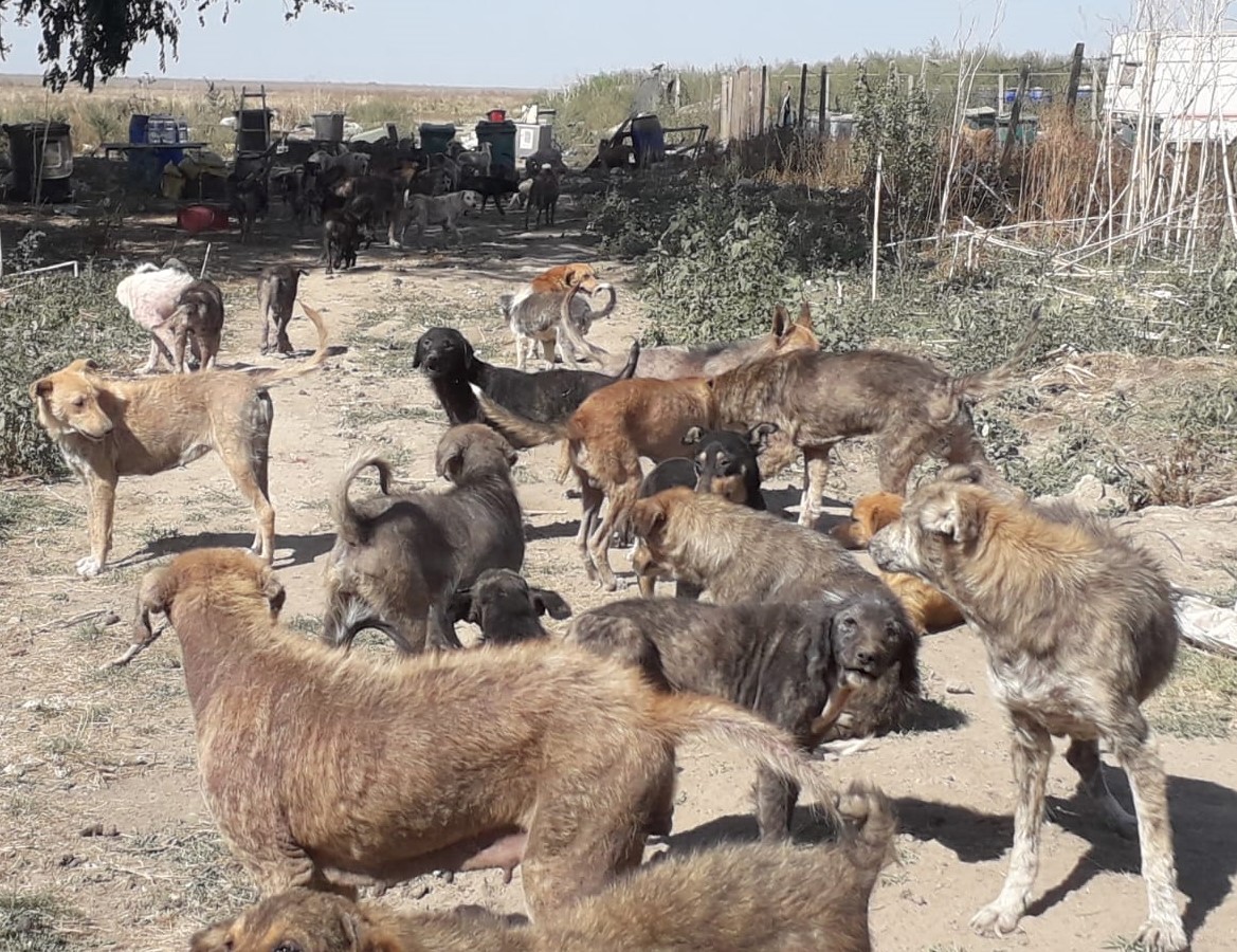 Sute de câini bolnavi supravieţuiesc în condiţii greu de imaginat, în comuna constănţeană Mereni. Atenție, imagini cu un puternic impact emoțional – FOTO/VIDEO