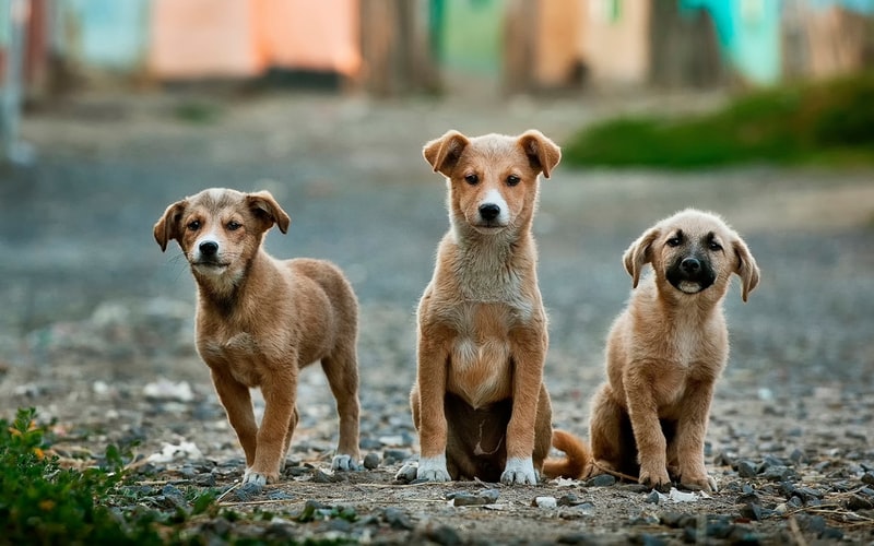 4 aprilie – Ziua Internațională a Animalelor fără Stăpân