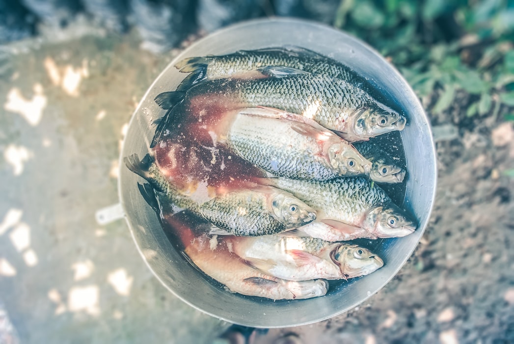 JURILOVCA: Începe o nouă ediție a Festivalului Borșului Lipovenesc