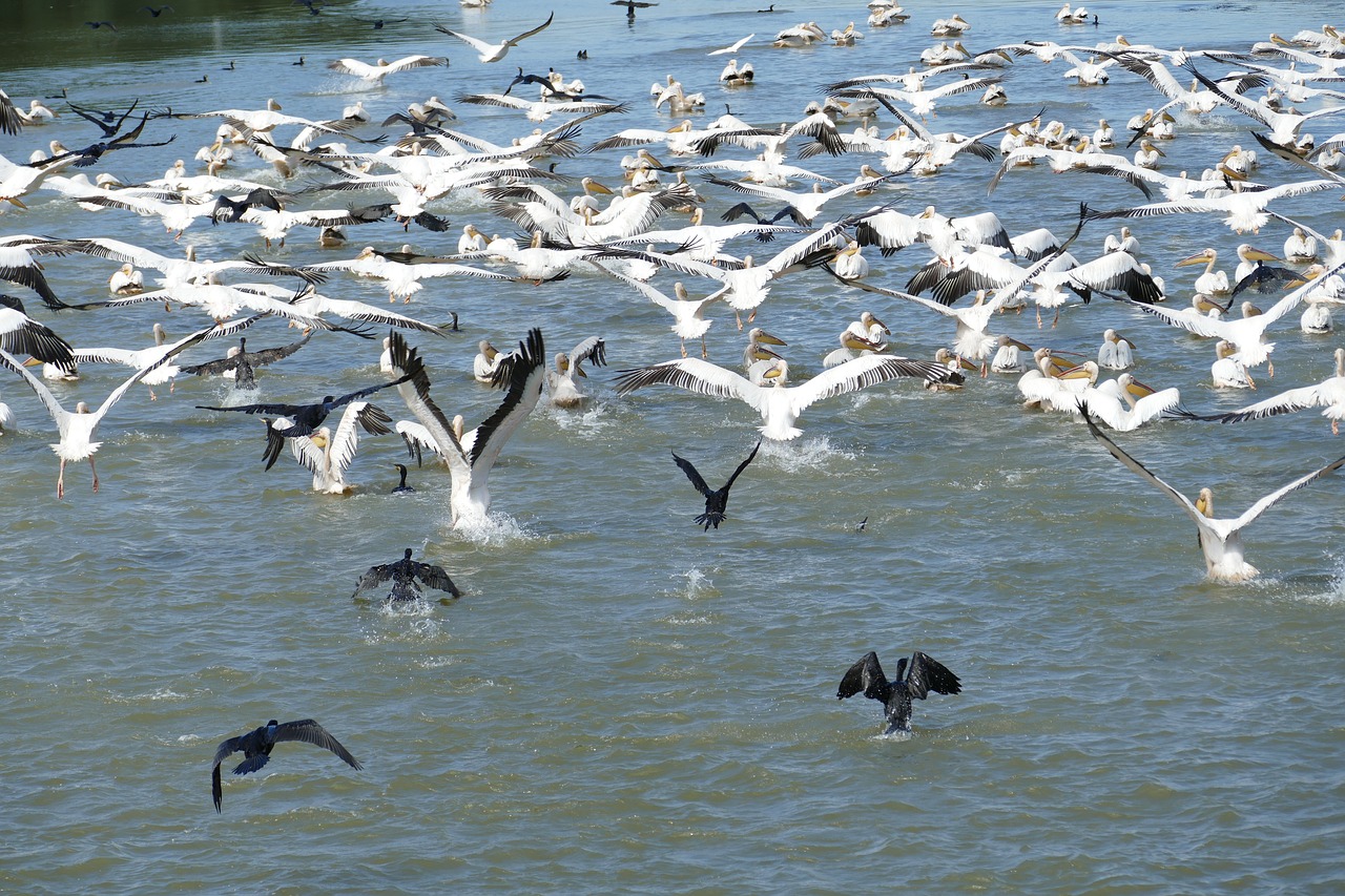 1 septembrie – Ziua Rezervației Biosferei Delta Dunării
