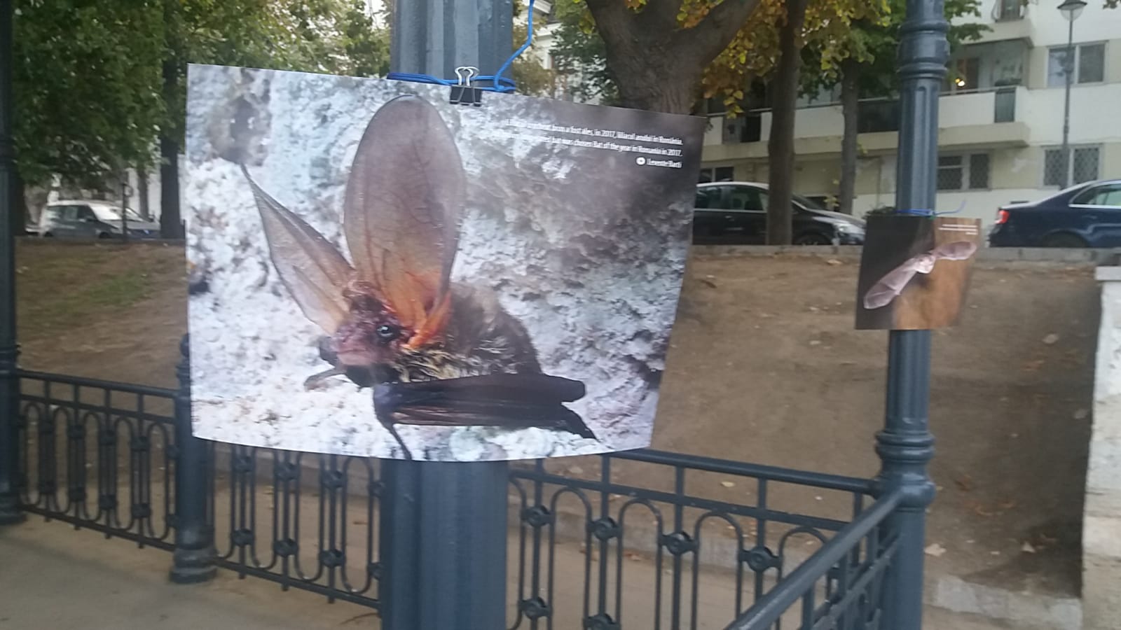 Noaptea Internațională a Liliecilor, sărbătorită la Constanța