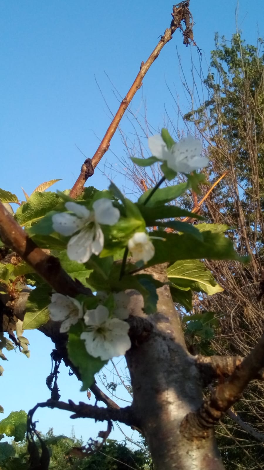 A doua primăvară. Pomi înfloriți în septembrie! FOTO