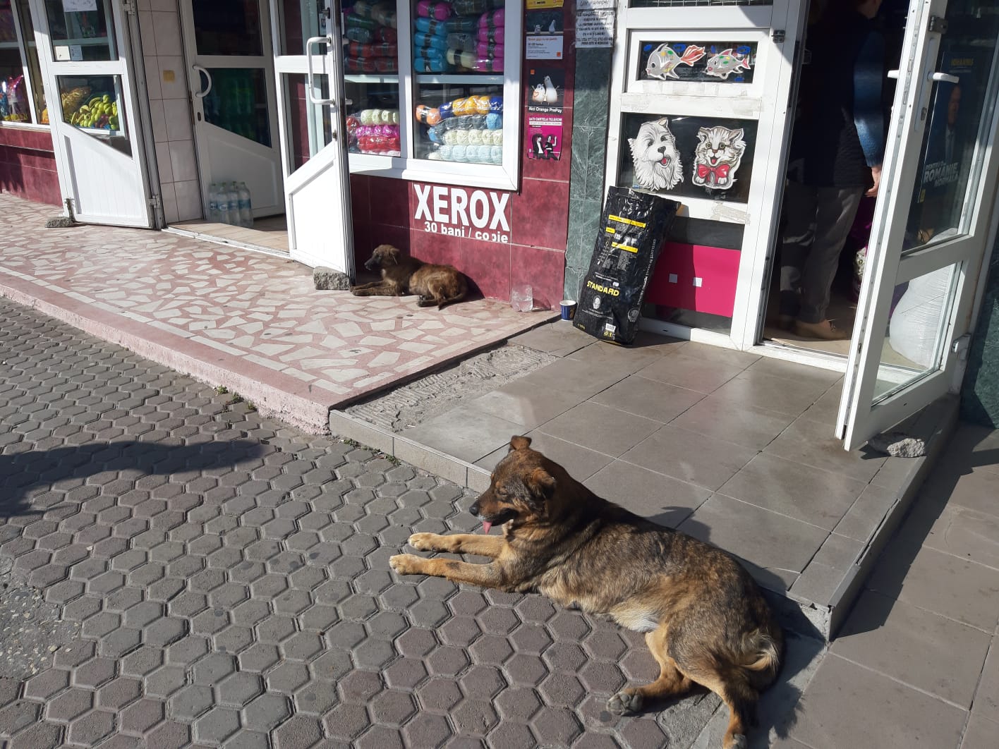 MEDGIDIA: Câinii fără stăpân, o problemă pe care Primăria încearcă să o rezolve – FOTO