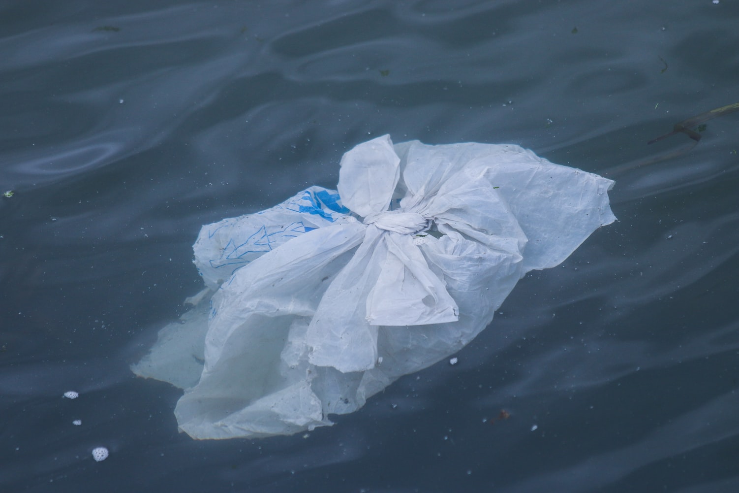 INTERVIU | Angelica Curlișcă, șeful Delfinariului Constanța, despre poluarea marină: „Toată lumea zice «Și, ce?! E o pungă de plastic!». Puțină lume știe cum se descompune și cum ajunge înapoi la noi în farfurie“