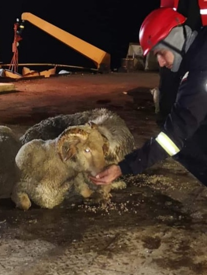 CONSTANŢA: Continuă operațiunea de salvare a animalelor de la bordul navei din Portul Midia