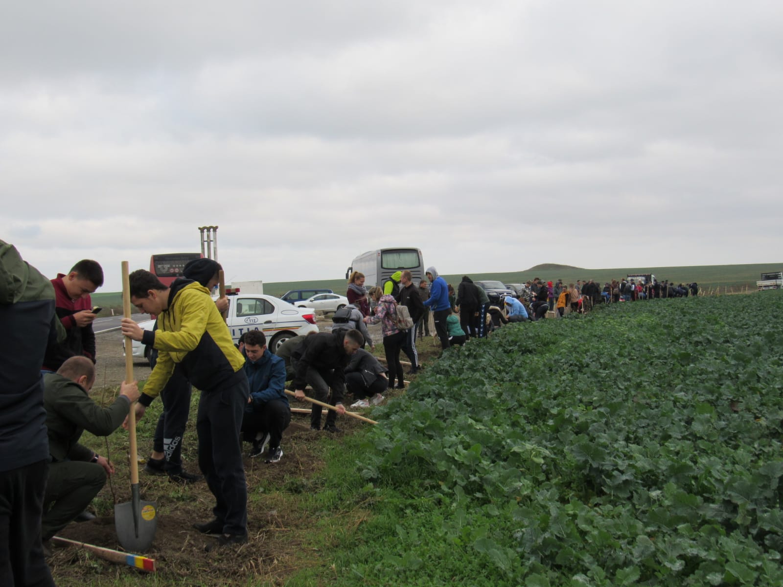 Lizieră de stejari plantată la hotarul dintre judeţele Constanţa şi Tulcea