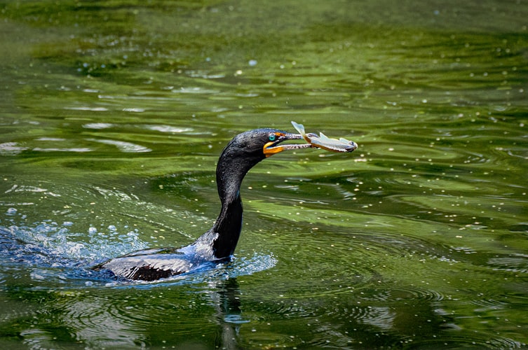 Ministrul Agriculturii reia războiul cu cormoranii din Delta Dunării. Petre Daea a negat faptul că peştele este un lux pentru români