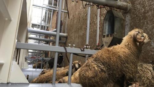 Animalele salvate din accidentul naval produs în Portul Midia, nu pot fi încă adoptate