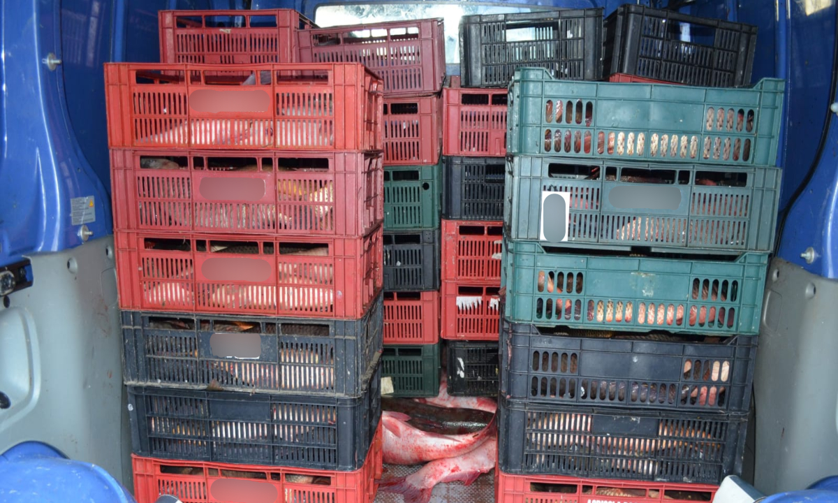 TULCEA: Peste 350 kg peşte transportate fără documente legale, confiscate de poliţiştii de frontieră – FOTO