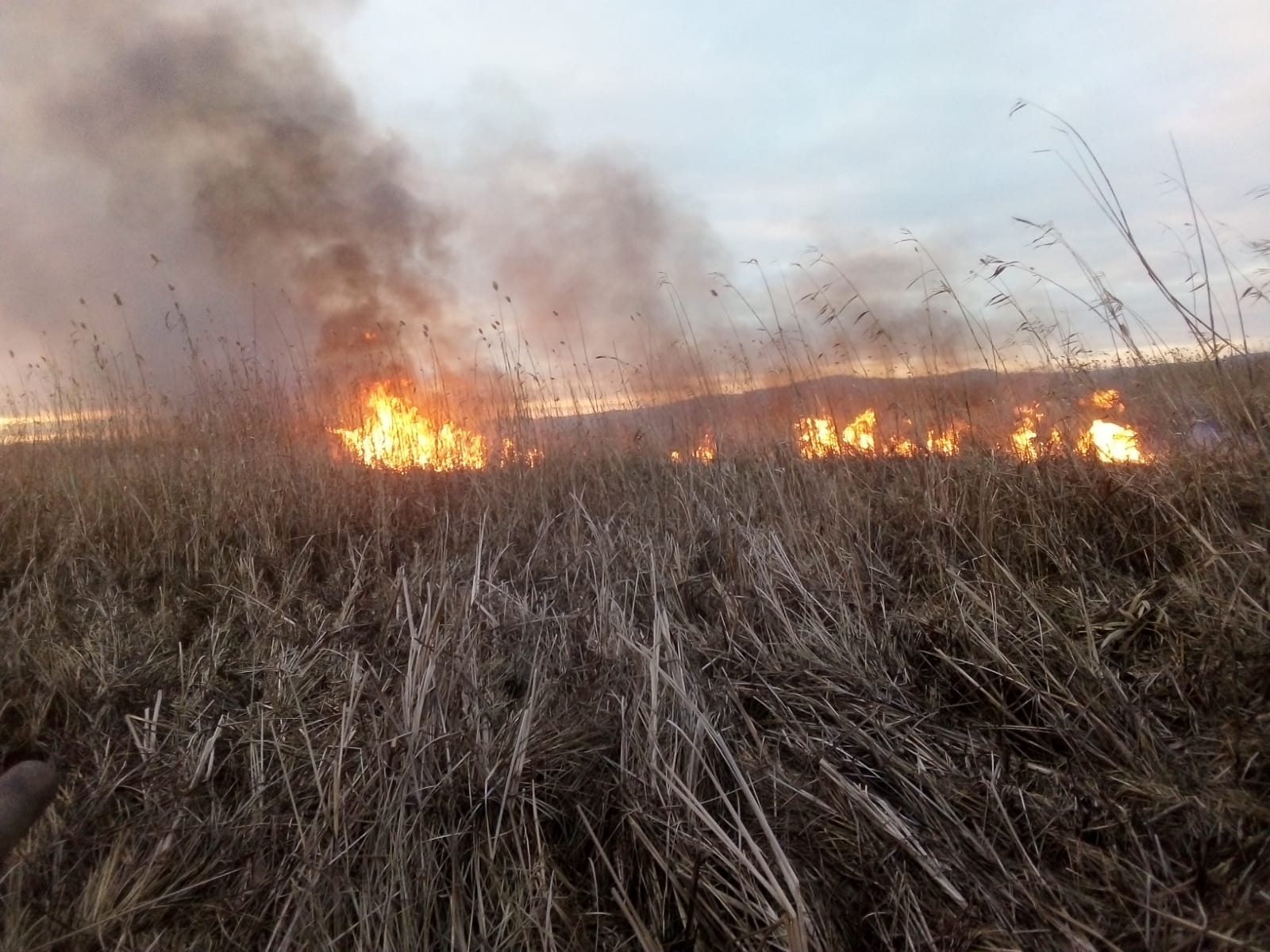 TULCEA/FOTO: Aproximativ 20 de hectare de vegetaţie uscată şi stuf, mistuite într-un incendiu