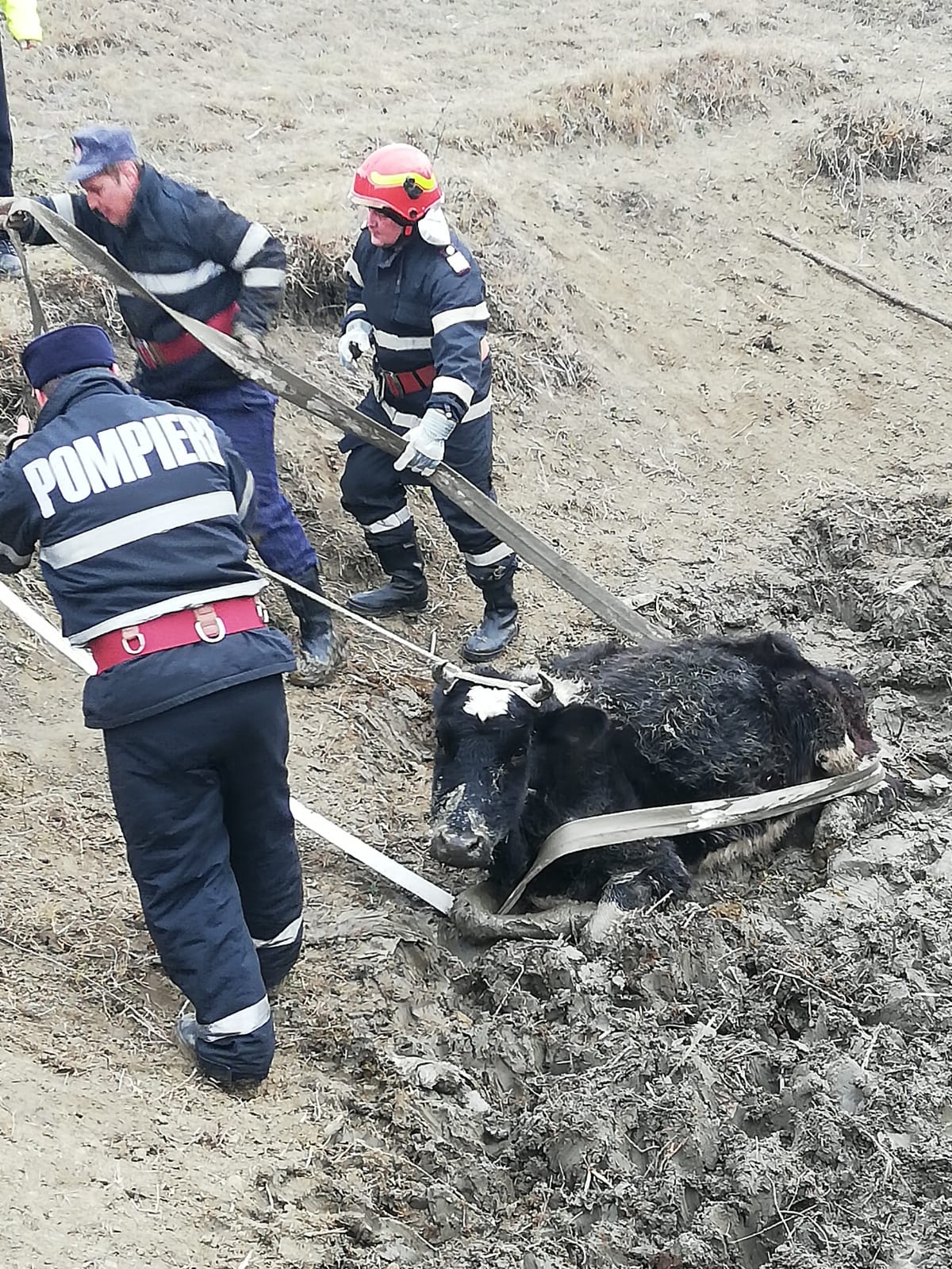 Județul TULCEA: Pompierii au salvat o bovină împotmolită în noroi – FOTO