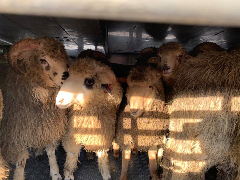 „Gata! Am reușit să îi luăm“ | Cei 180 de berbecuți salvați de pe nava din Portul Midia, transferați de organizația ARCA într-un sanctuar pentru animale