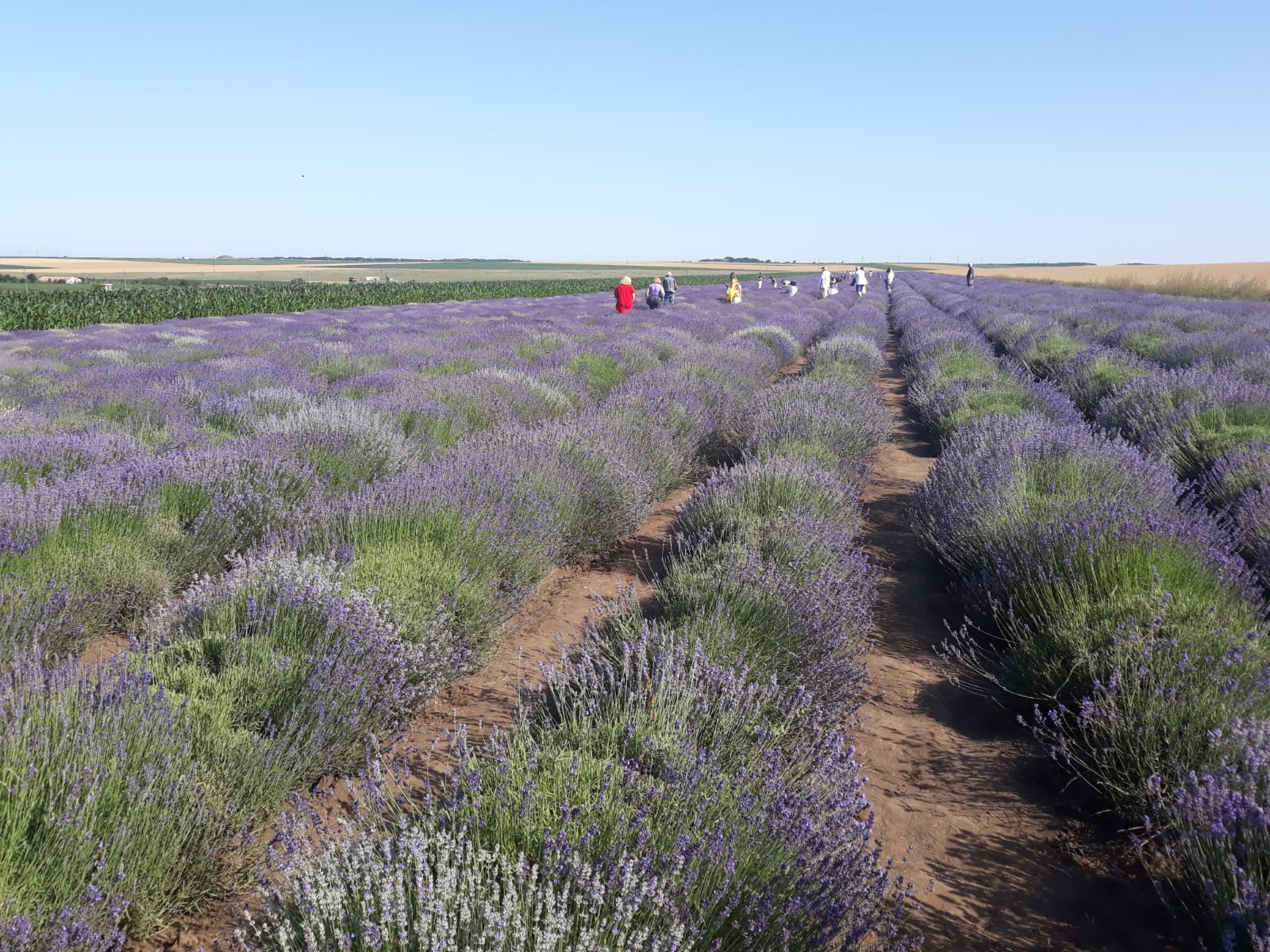 Lavanda, o minune pentru trup și suflet