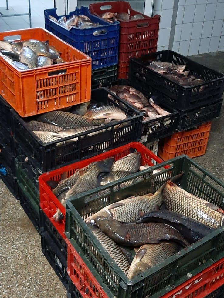 TULCEA: Capturile de peşte din această lună – mai mici cu 70% faţă de cele de anul trecut