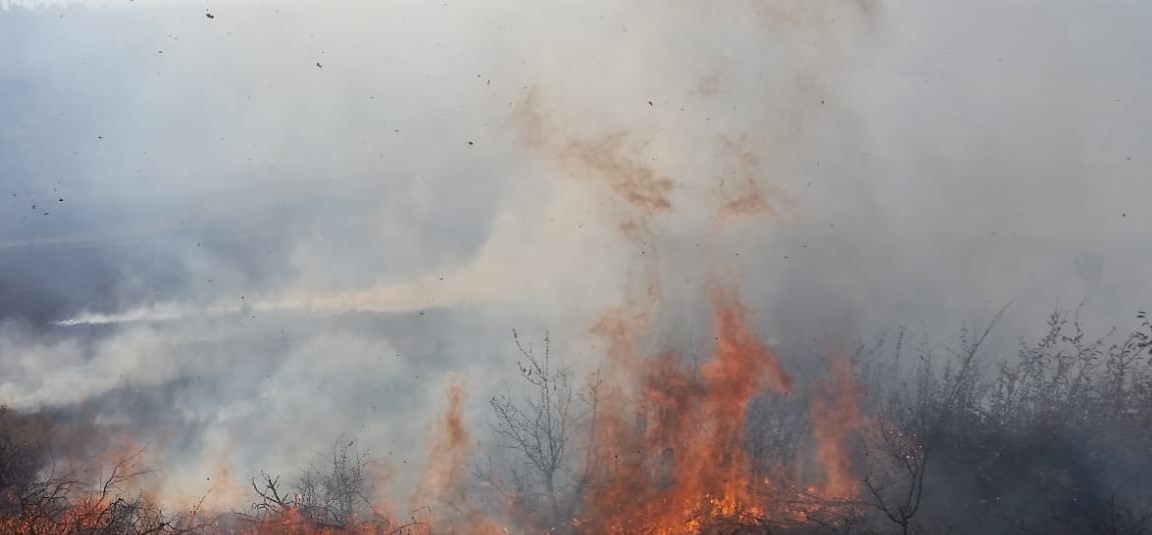 ARBDD avertizează: Habitate naturale din Deltă, în pericol din cauza incendiilor!