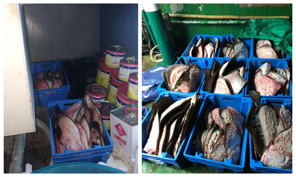 Peste 230 de kg de calcan nedeclarat, descoperit la bordul unui pescador