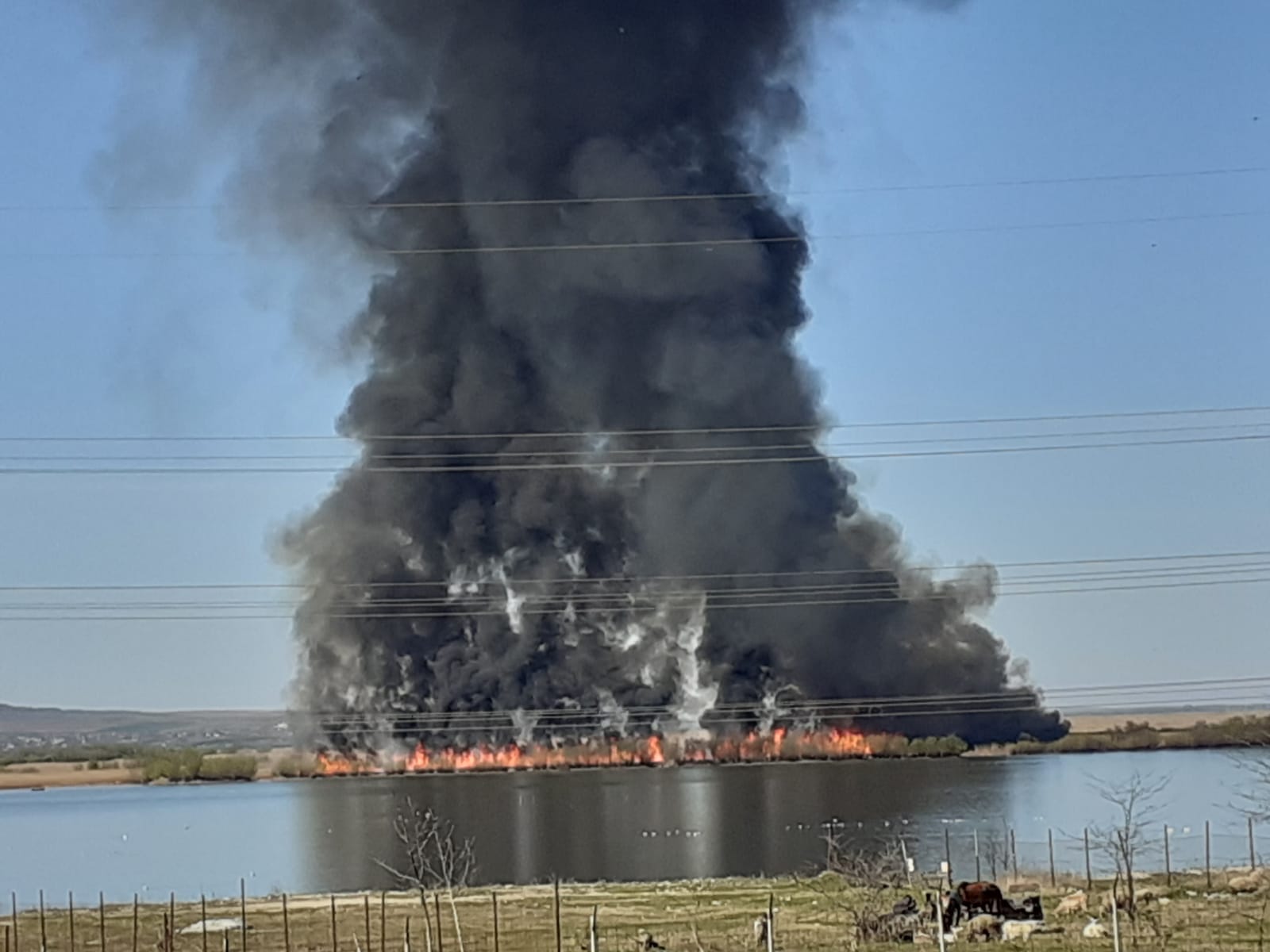 TULCEA: Aproape 50 de hectare de stuf au ars într-un incendiu