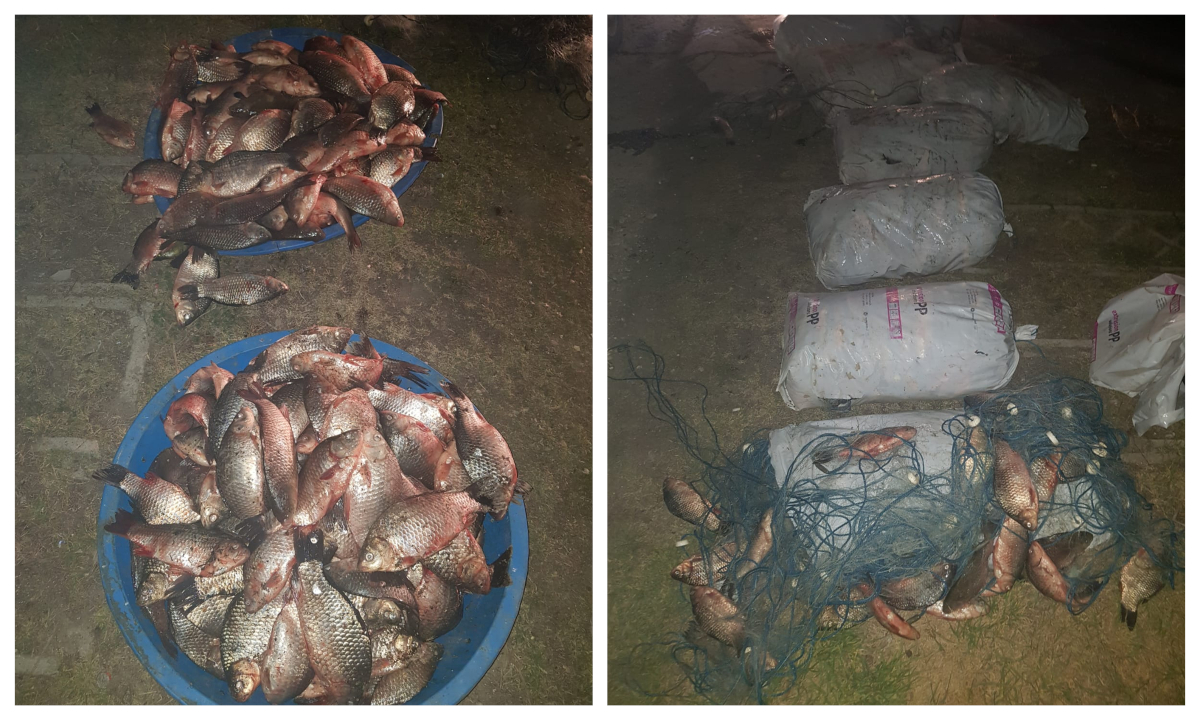 Județul CONSTANȚA: Peste 350 de kilograme de peşte și plase de pescuit, confiscate de polițiștii de frontieră