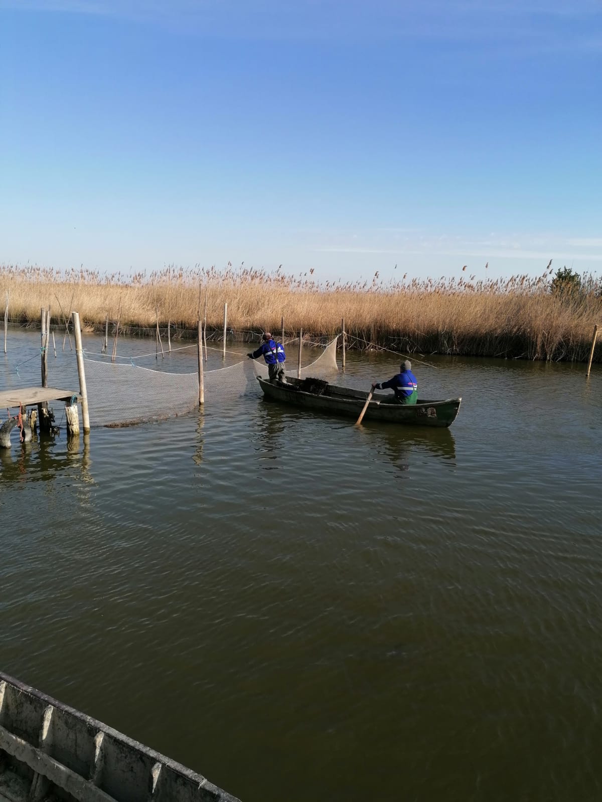Campania de lansare a icrelor embrionate de şalău, pe lacul Razim – 2020, a ajuns la final – FOTO