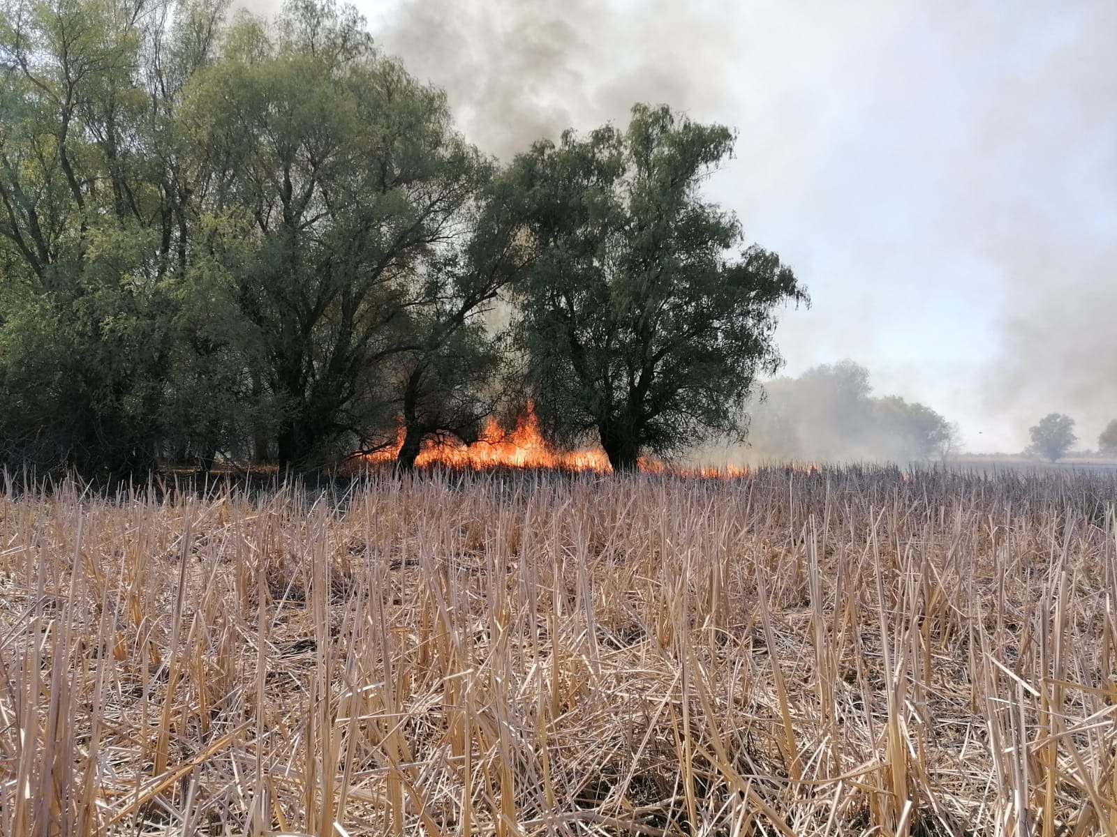 TULCEA: Aproape 60 de hectare de la marginea municipiului reşedinţă, afectate de un incendiu
