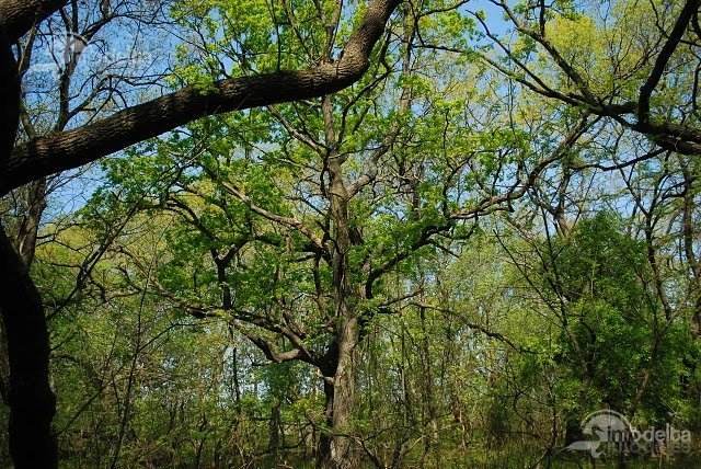 JUDEȚUL TULCEA: Peste 300 de hectare de teren vor fi împădurite