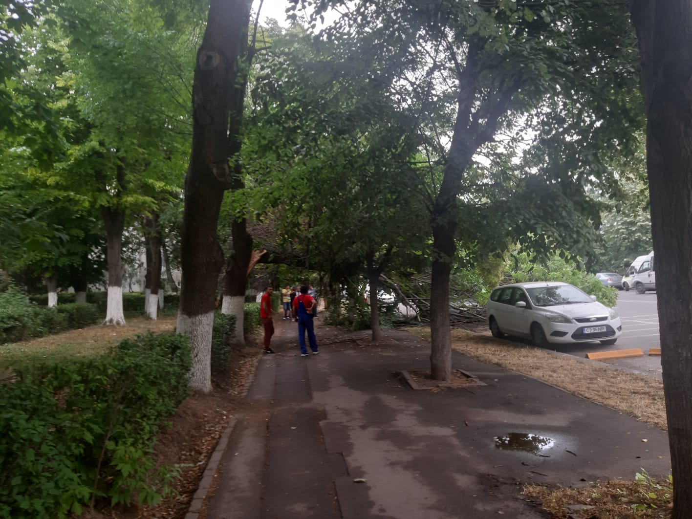 CONSTANȚA: Un copac s-a prăbușit, în această dimineață, pe câteva autoturisme