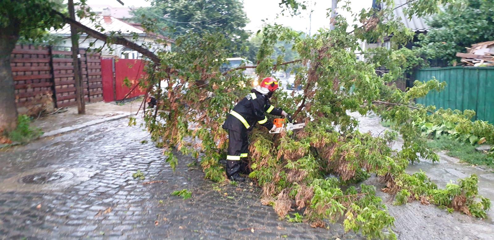 TULCEA/FOTO: Autoturisme avariate de arbori doborâţi de furtună