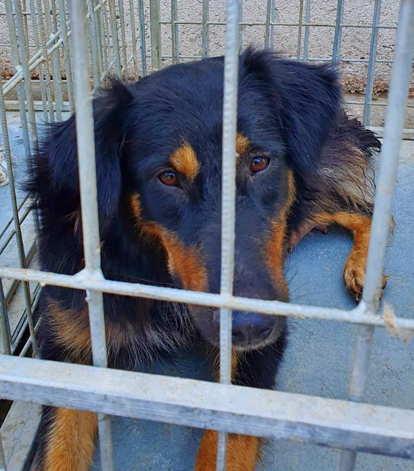 CONSTANȚA: Peste 200 de câini comunitari sunt disponibili pentru adopție