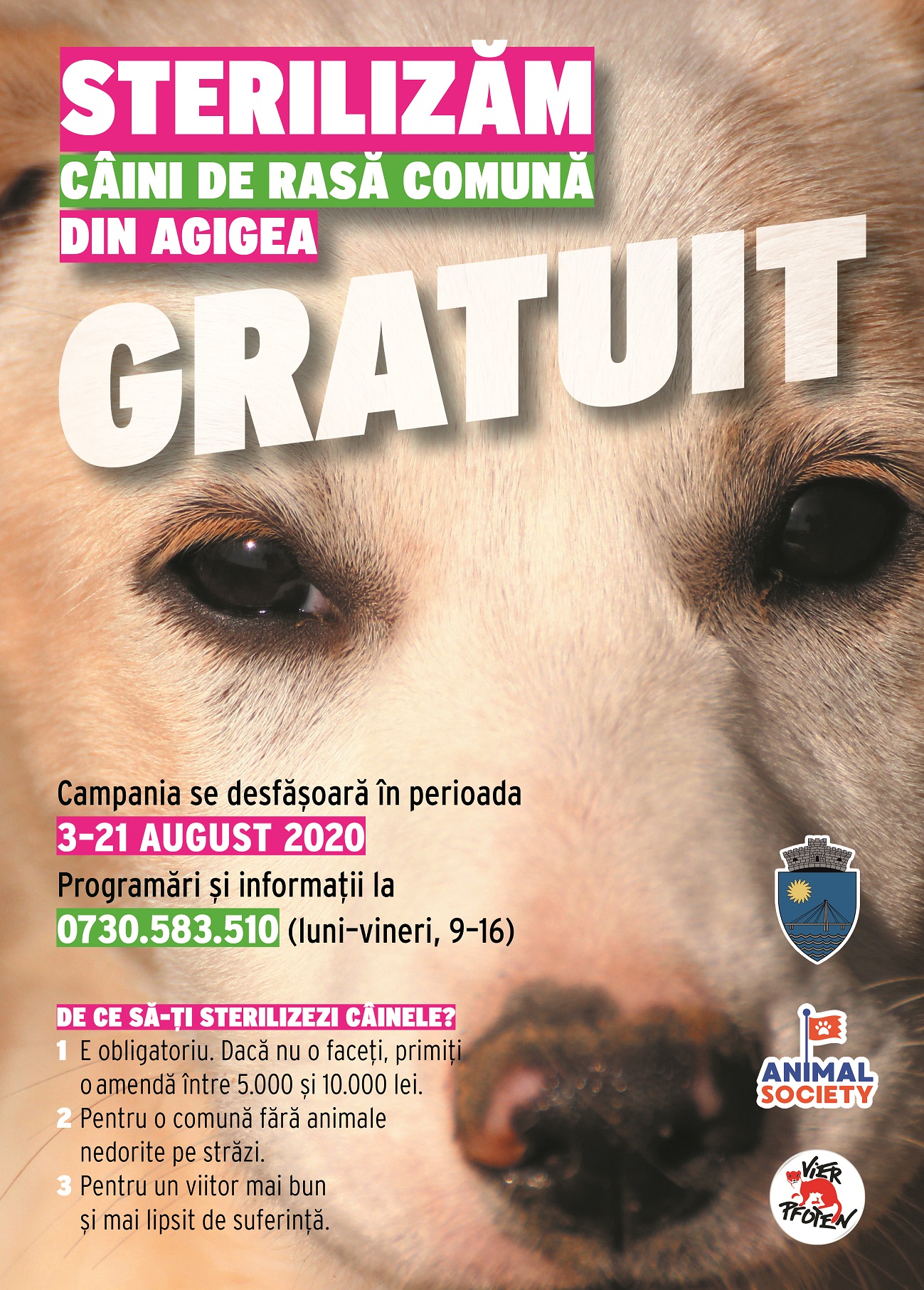 Sterilizare gratuită a câinilor de rasă comună din Agigea
