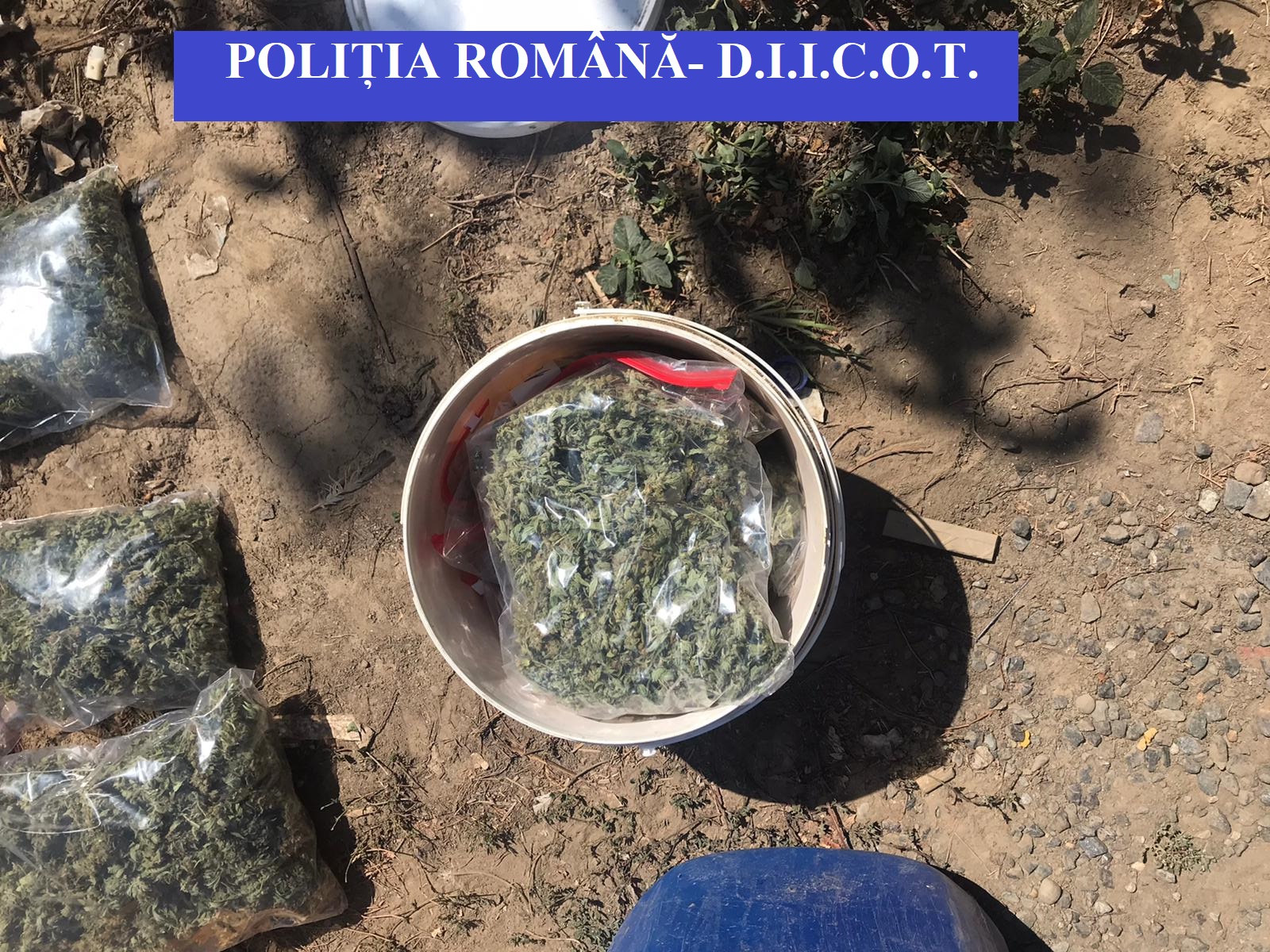 TULCEA: Cultură de canabis înfiinţată într-un solar
