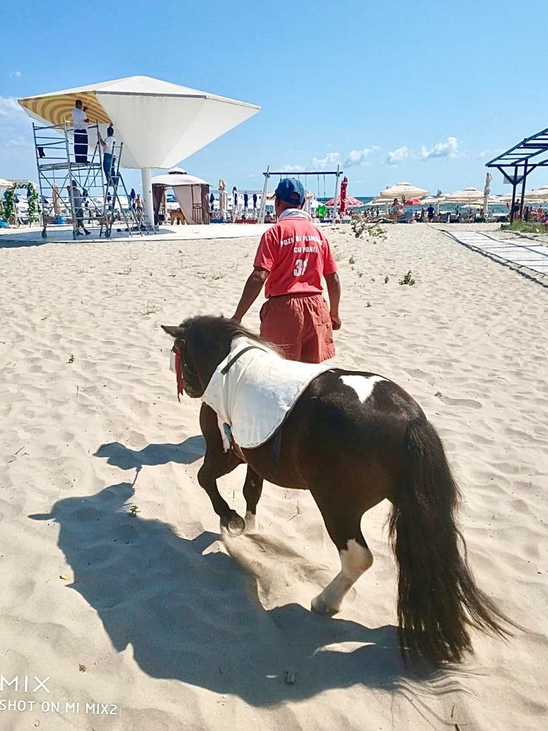Doi ponei, confiscaţi de Poliţia Locală în stațiunea Mamaia!