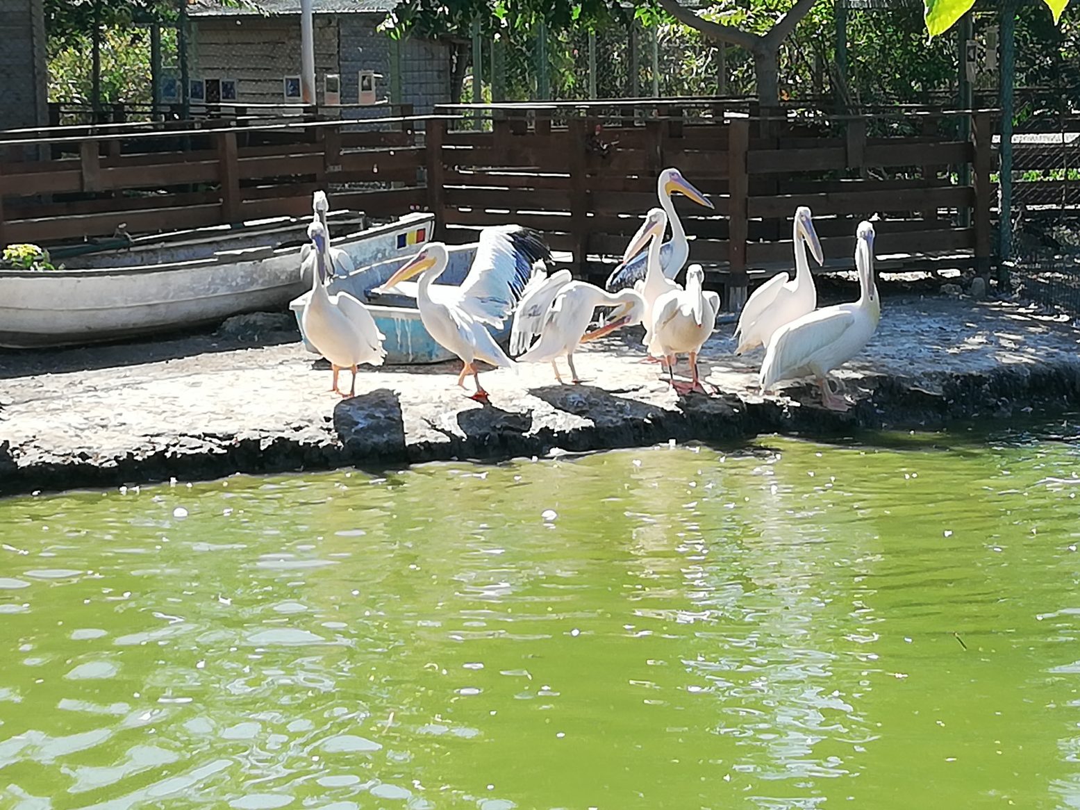 Programul „Baby Zoo” a fost atracția verii anului 2020 de la Complexul Muzeal de Științe ale Naturii Constanța