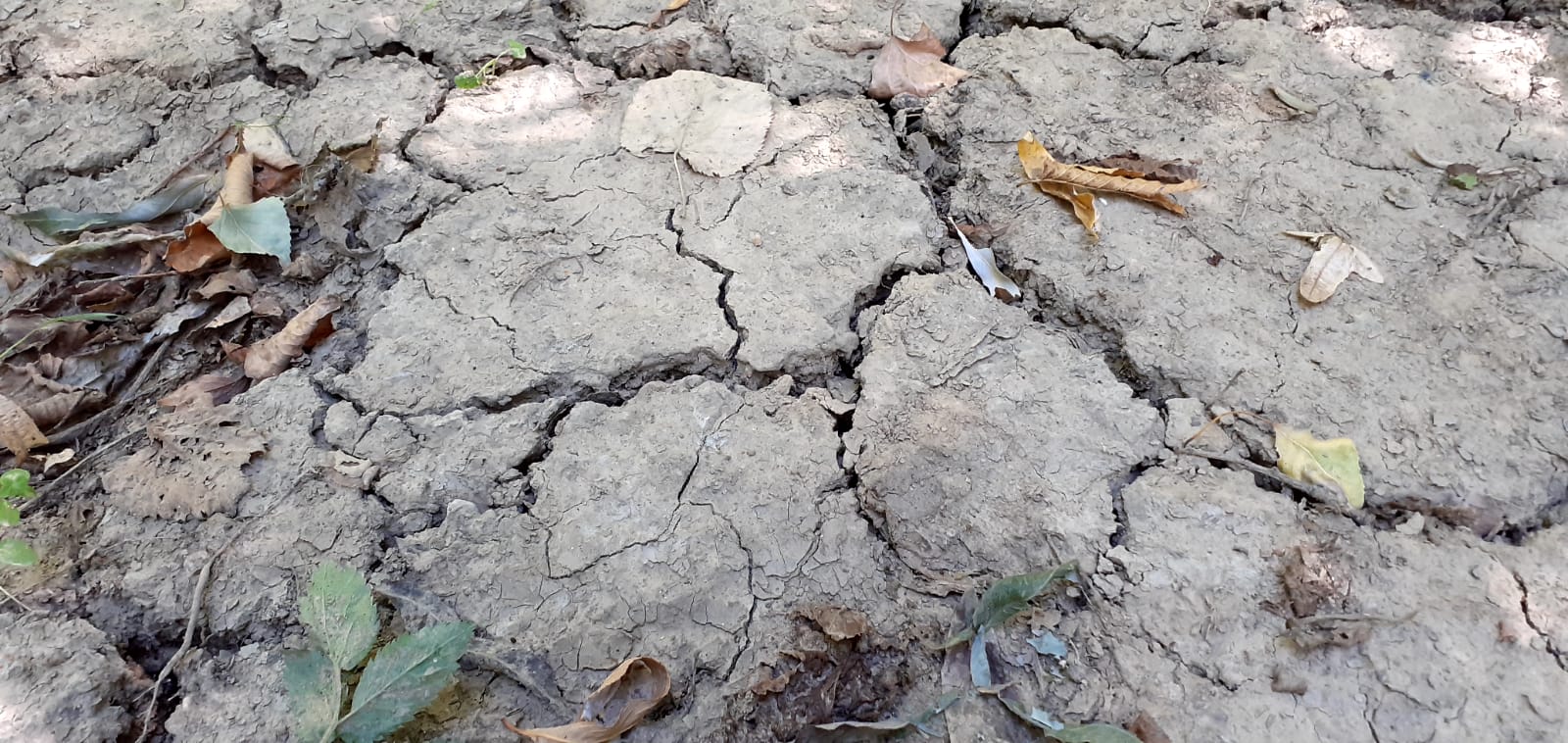 La porumb şi la floarea-soarelui vor fi pierderi semnificative din cauza secetei; avem aproape două milioane de hectare afectate (ministru)