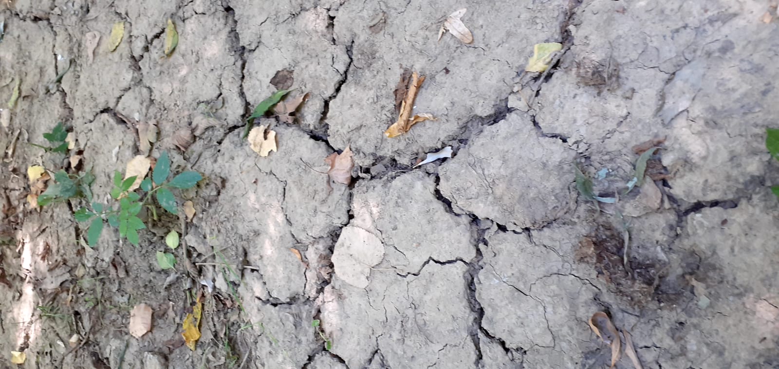 Suprafaţa afectată de secetă comunicată până în prezent este de 106.389 hectare, în 20 de judeţe