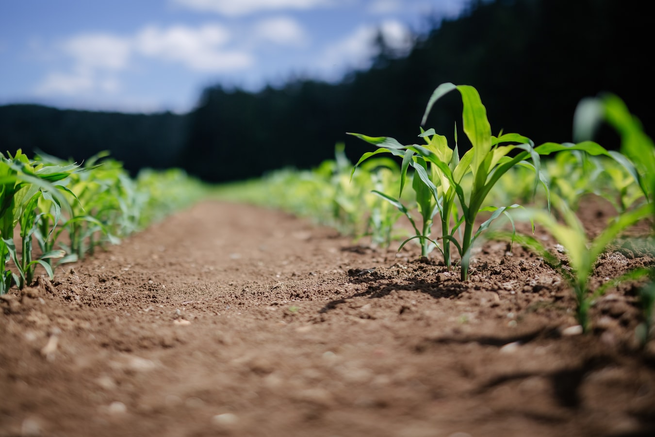 Soluţii pe timp de secetă: agricultură smart cu fonduri europene