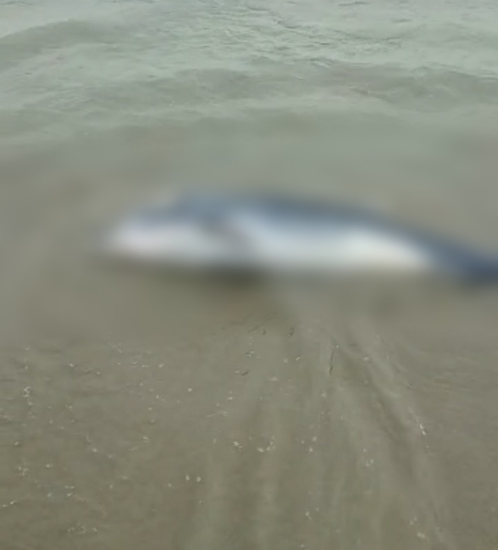CONSTANŢA: Un delfin eşuat a fost găsit în zona Faleză Nord