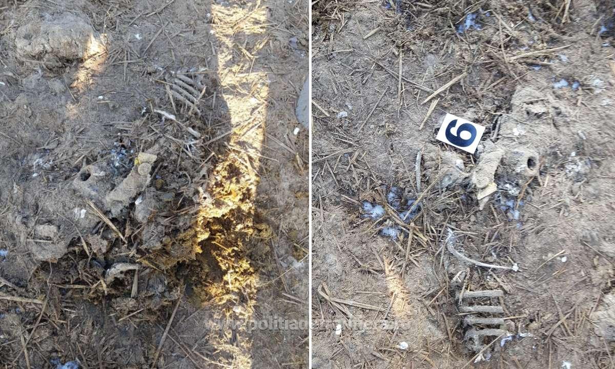 TULCEA: Continuă ancheta în cazul cadavrelor de animale îngropate pe un teren viran, în vecinătatea localității Smârdan