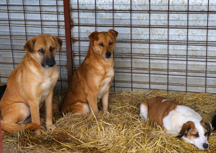 CONSTANŢA: Se reia programul cu publicul la Adăpostul pentru animale abandonate, doar pe bază de programare