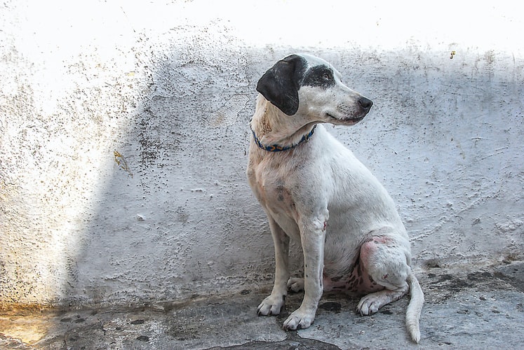 Astăzi este Ziua Internaţională a Animalelor fără Stăpân. La Constanţa, se desfăşoară în această perioadă o campanie de sterilizare gratuită
